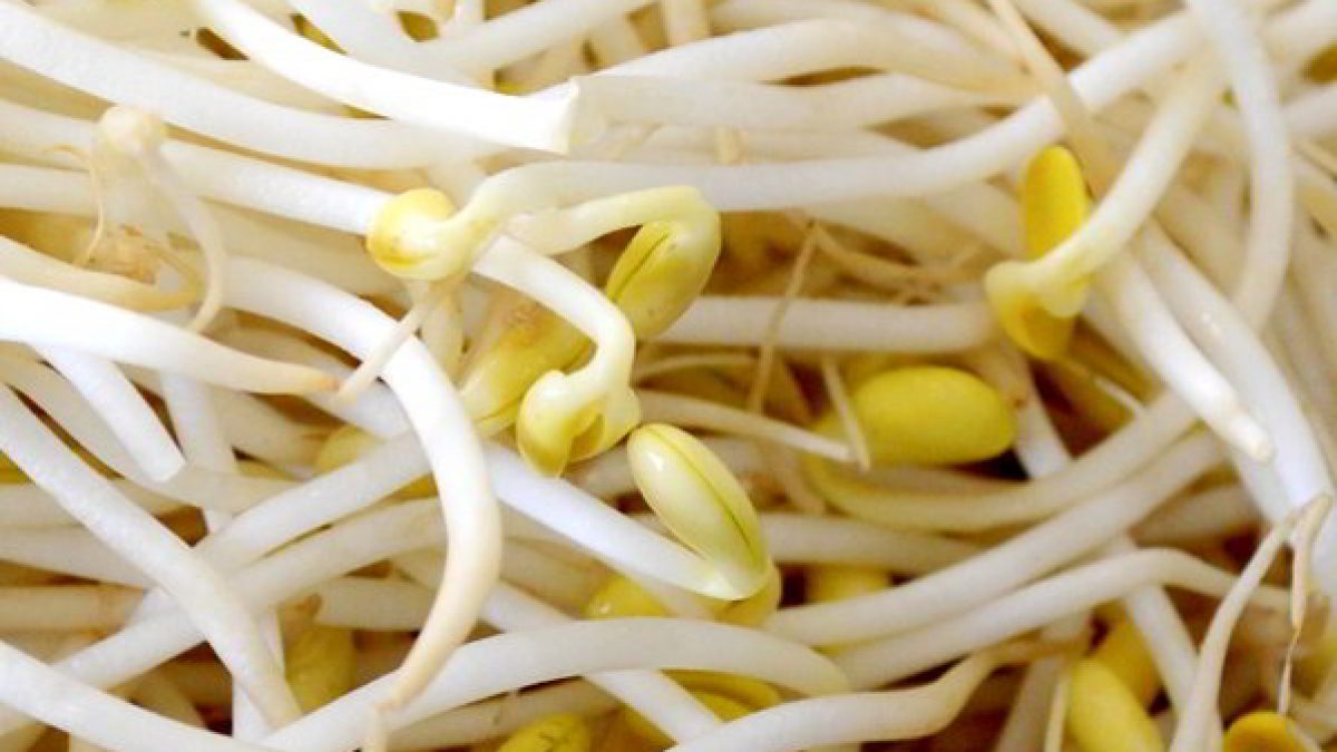 Sprouted Mongo Toge How To Make Toge