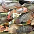 After genetics research, innovation is key to bigger Nile tilapia 6