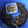 How to Start a Mud Crab Farming Business 2