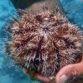 Sea urchins' grow-out culture worthy of investment 5