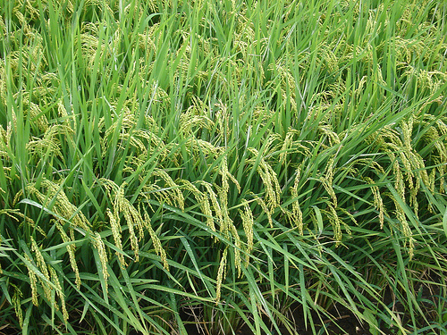 myanmar hybrid rice field trial photo