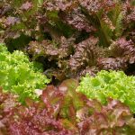 Lettuce Production Guide 1 Lettuce Production Guide 1