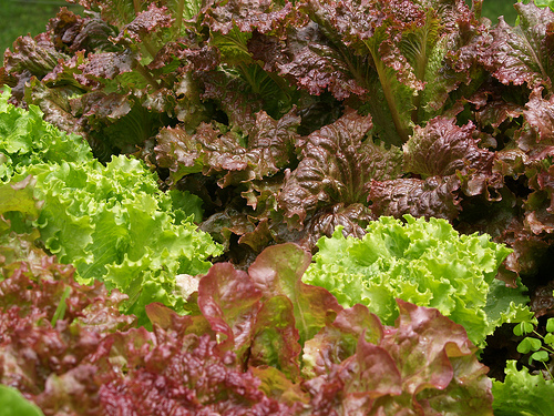 lettuce production photo