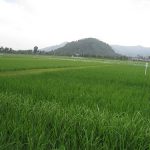 Philippine hybrid rice commercial planting in PNG may expand to Samoa, Fiji, Solomon Island and Mozambique 1