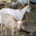 Goats’ Meat: sure bet in building rural assets 2