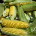Improving Hybrid Yellow Corn Production through SSNM 5