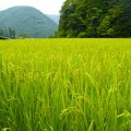 Legislature to support Vitamin A-rich Golden Rice release with studies proving efficacy in reducing Vitamin A deficiency 5