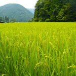 Philippines to pioneer hybrid rice farming in Malaysia through SL Agritech, tests seen to succeed with Malaysia's Mindanao-like climate 3 Philippines to pioneer hybrid rice farming in Malaysia through SL Agritech, tests seen to succeed with Malaysia's Mindanao-like climate 1