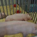 Swine genomics to help improve the industry’s productivity 6