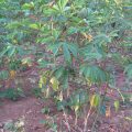 Cassava Production Guide 2