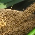 Soybean Production Guide 4