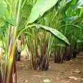 Improved abaca varieties towards better production 7