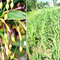 Adlay emerges as another health-promoting food staple 3