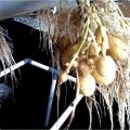 Growing potato without soil 4