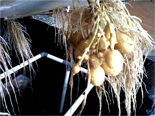 Growing potato without soil 1