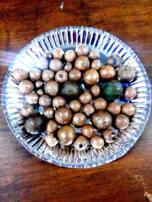 macadamia production
