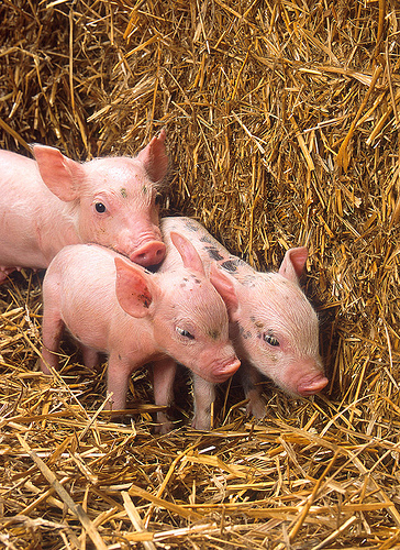Porcine Epidemic Diarrhea piglets photo