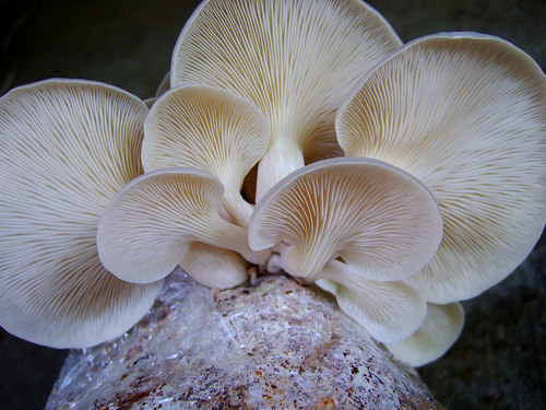 mushroom cultivation photo
