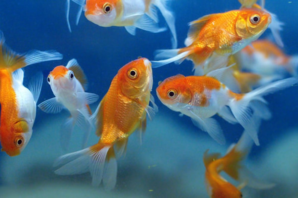 Breeding and Culture of Goldfish - How to Raise Ornamental Fish