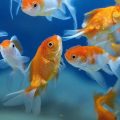 Breeding and Culture of Goldfish 1