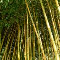 Creation of government bamboo coordinating agency pushed to seize $20 billion global market 5