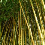 Creation of government bamboo coordinating agency pushed to seize $20 billion global market 1