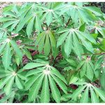 Cassava foliage supplementation increases milk production 1