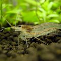 How to Start a Freshwater Shrimp Farming Business 5