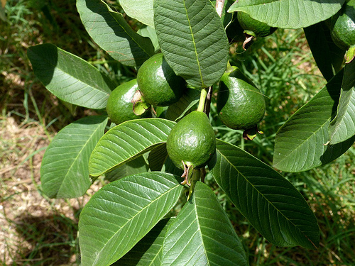 indigenous plant guava photo