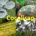 S&T-based control strategies vs cocolisap infestation in action 4