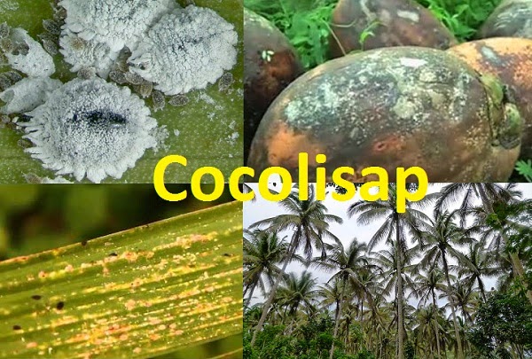 cocolisap