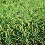 Philippines may enter into bilateral rice agreement with Bangladesh, sustains hybrid rice seed aid to Bangladesh 1