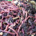 ‘Worm compost’ eases El Niño effect on rice seed production 1