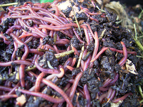 worm compost photo
