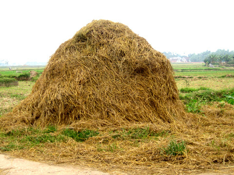 rice straw photo