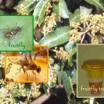 Bait traps to control mango fruitfly 1