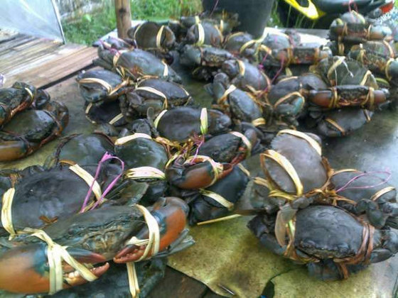 sof-shell crab