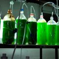 Microalgae can be a potential feed for aquaculture species 1