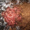 How to Start a Vermicomposting Business 5
