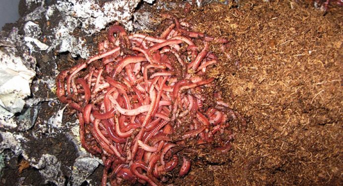 How to Start a Vermicomposting Business