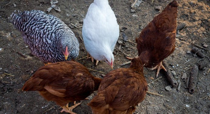 Feed Source for Chickens