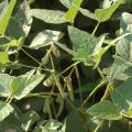 Understanding the soybean 2