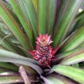 Research to improve fruit size, fiber quality of Red Spanish pineapple underway 4