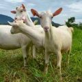 Unlocking the potentials of goat dairying through S&T 6
