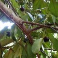 Vermicompost boosts organic mangosteen fruit production 5