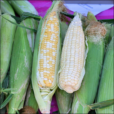 white corn photo
