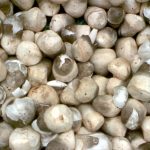 Growing straw mushrooms the cheap way 2