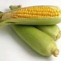 Promoting the nutritional benefits of quality protein corn 1