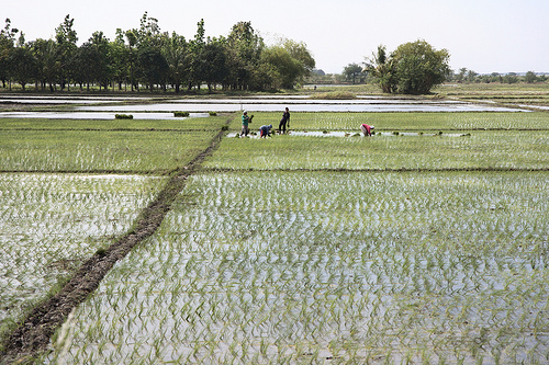 hybrid rice farm Philippines photo