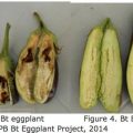 World’s pioneering organically-grown eggplant produced by Filipino breeders, enhances biodiversity 2